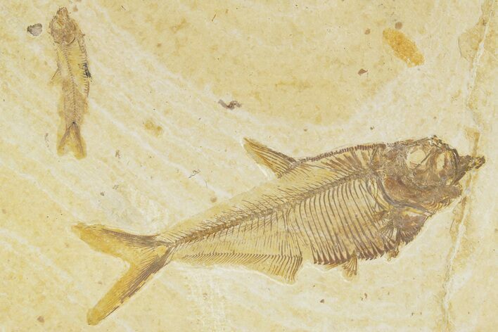 Plate With Two Fossil Fish (Diplomystus & Knightia) - Wyoming #379363